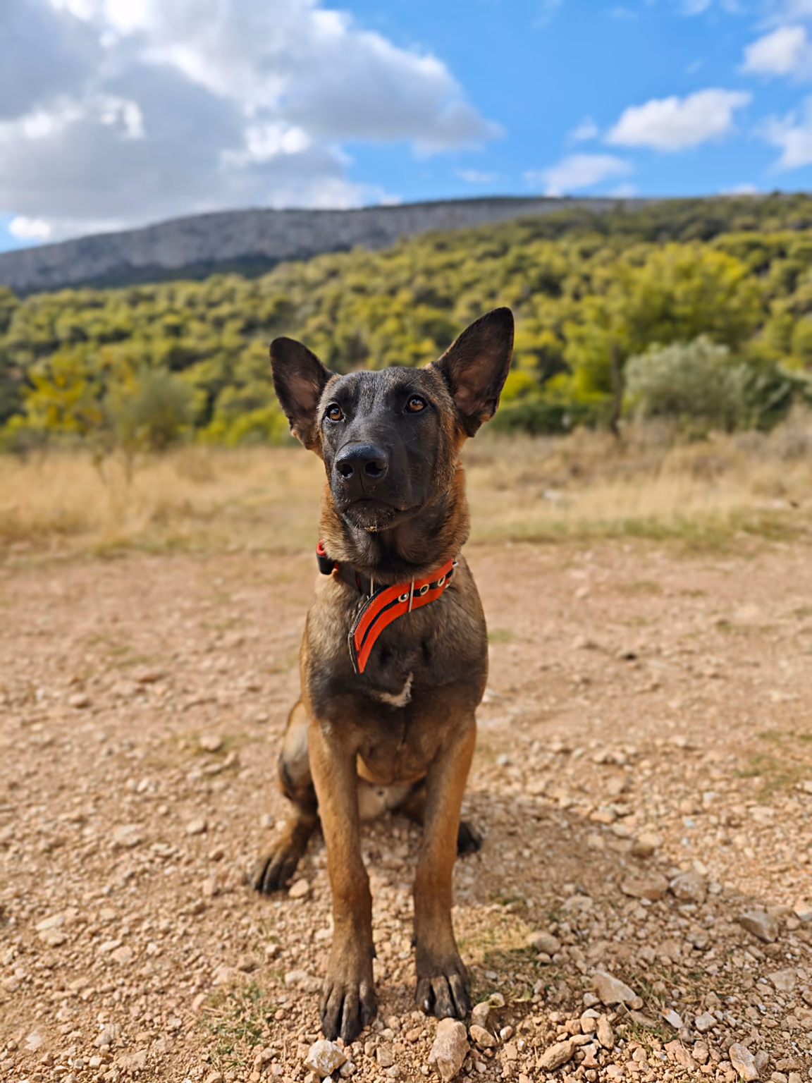 Bobo, Belgian Malinois protection dog in development